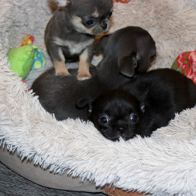 Валентра стар