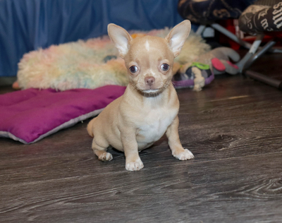 Валентра стар