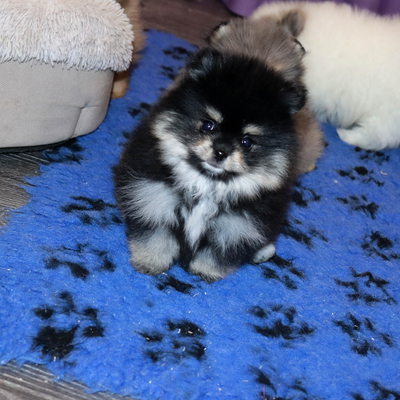 Валентра стар