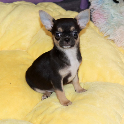 Валентра стар