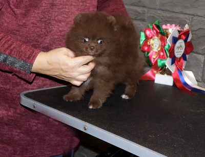 Валентра стар