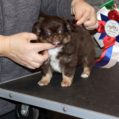 Валентра стар