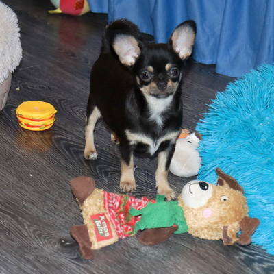 Продается Купить Чихуа в Москве