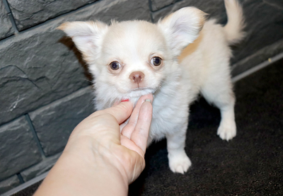 Валентра стар