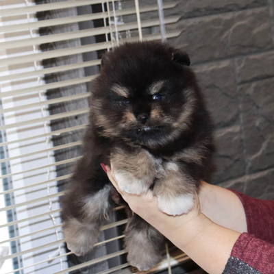 Продается Малый шпиц