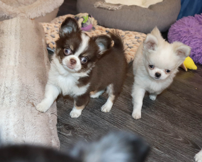 Валентра стар