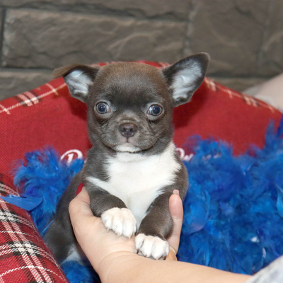 Продается Голубой чихуахуа