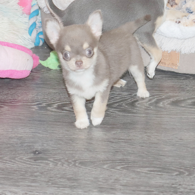 Валентра стар