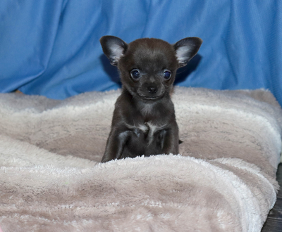 Валентра стар