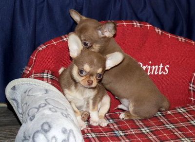 Валентра стар