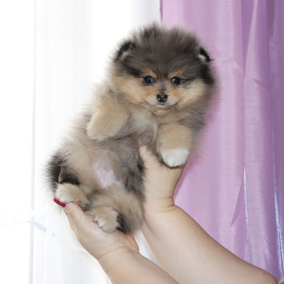 Валентра стар