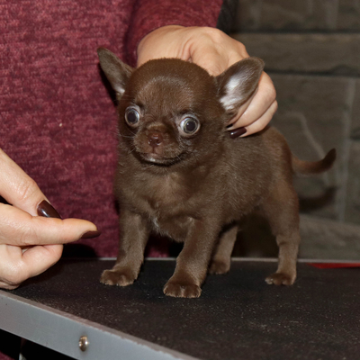 Валентра стар