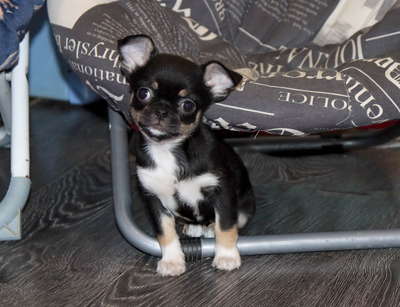 Валентра стар