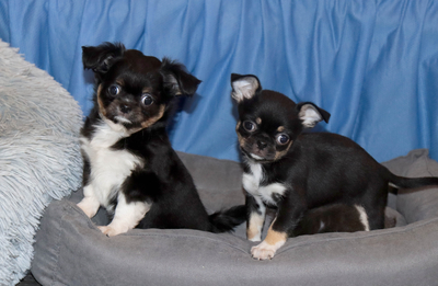 Валентра стар