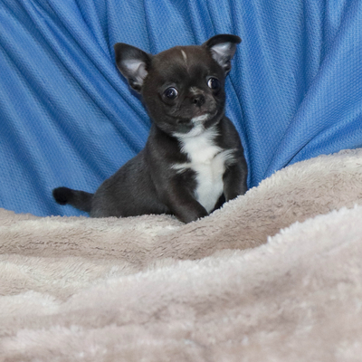 Валентра стар