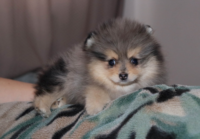 Валентра стар