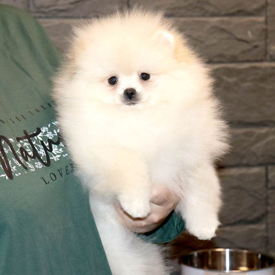 Валентра стар