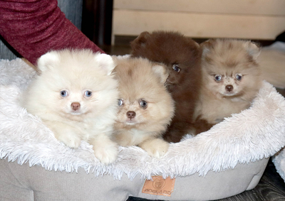 Валентра стар