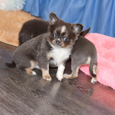 Валентра стар