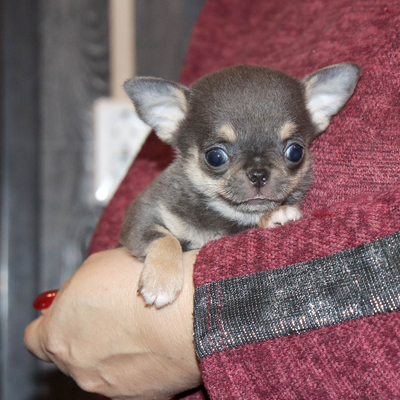 Валентра стар