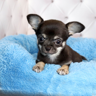 Валентра стар