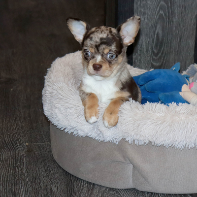 Валентра стар