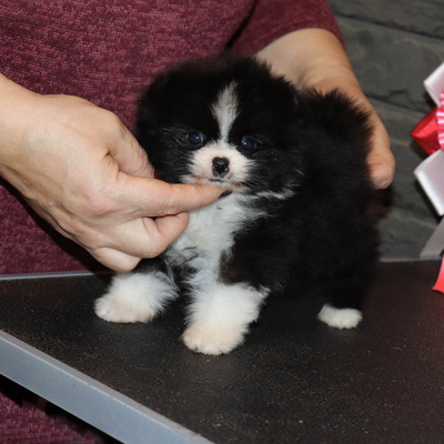 Продается Купить Шпица в Москве