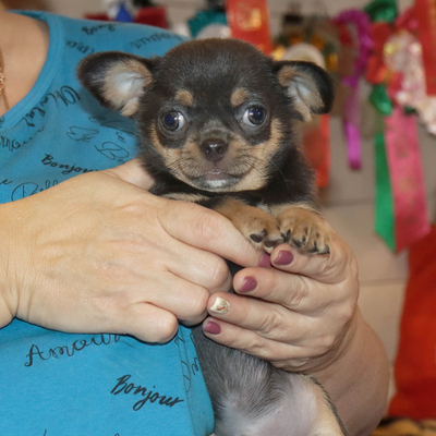 Валентра стар