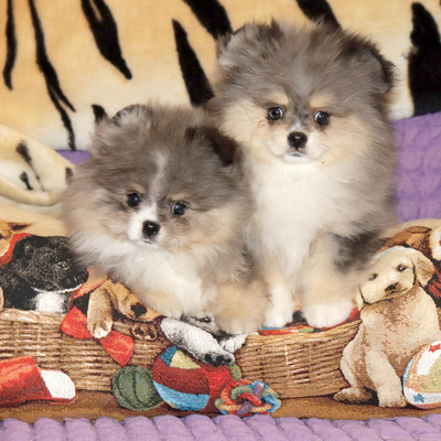 Валентра стар