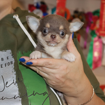 Продается Лиловый чихуахуа