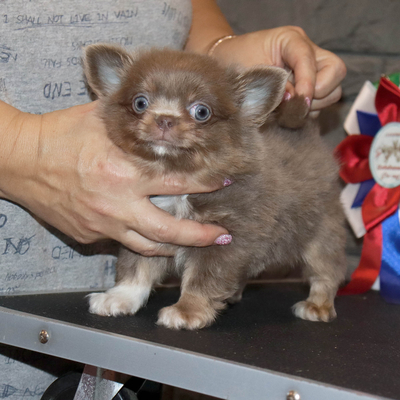 Валентра стар