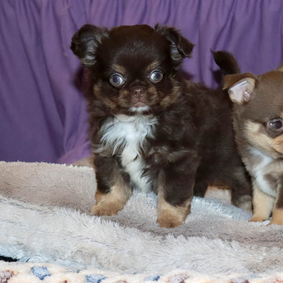 Продается Шоколадный чихуа