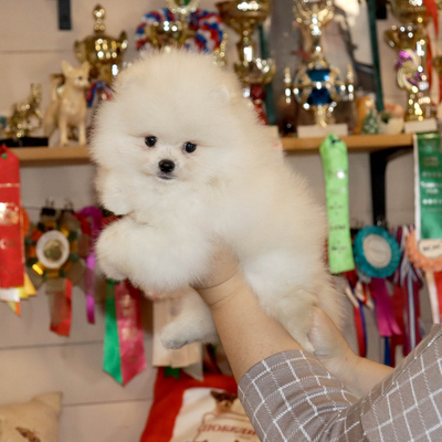 Валентра стар