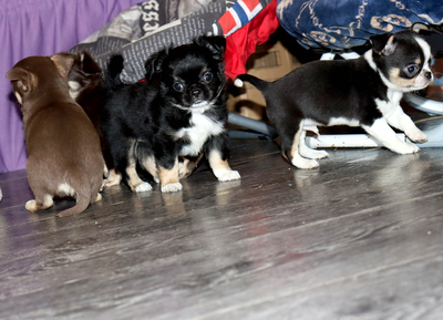 Валентра стар