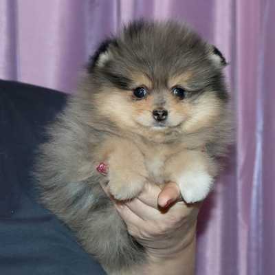 Валентра стар