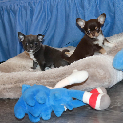 Валентра стар