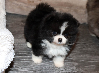 Валентра стар