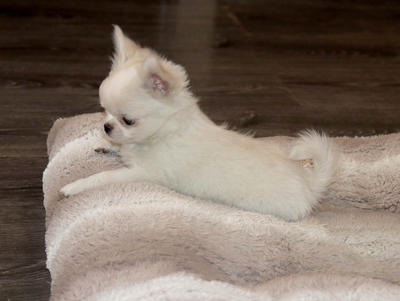 Валентра стар