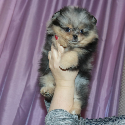 Валентра стар