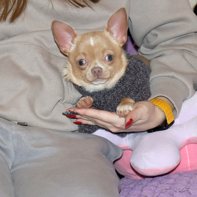 Продается Щенок Чихуахуа