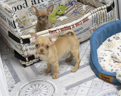 Валентра стар