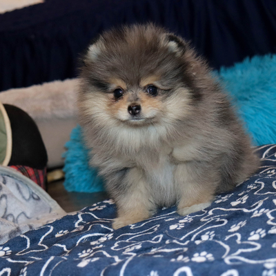 Продается Мраморный шпиц