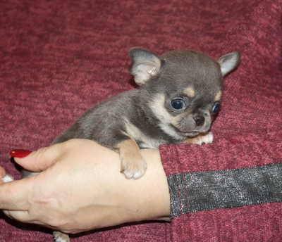 Валентра стар