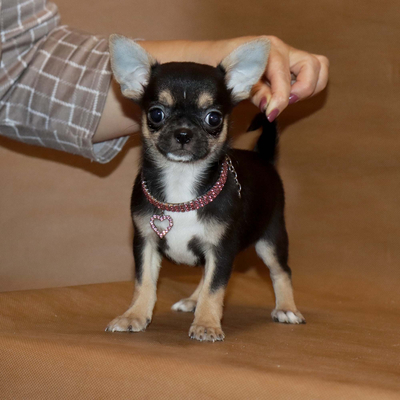 Продается Чихуахуа щенки