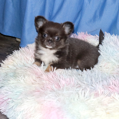 Валентра стар