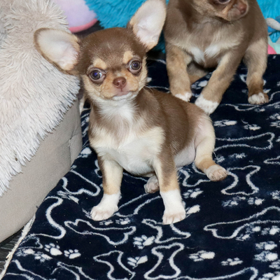 Продается Шоколадная чихуахуа