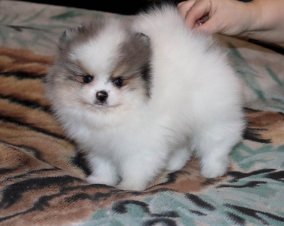 Валентра стар