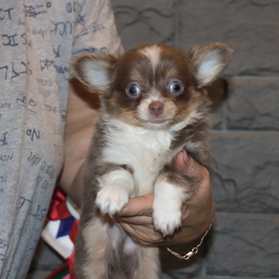 Валентра стар