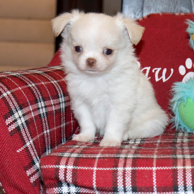 Валентра стар