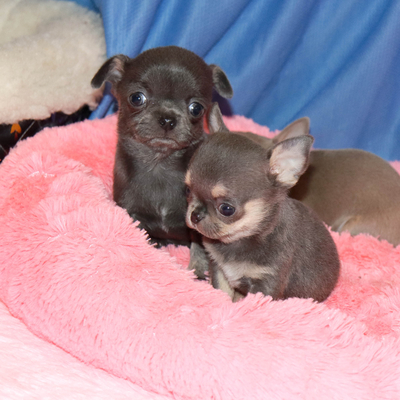 Валентра стар